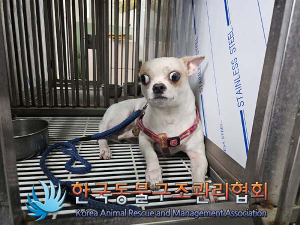 한국동물구조관리협회_411301202400339